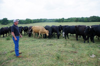 Whisenhunt cattle