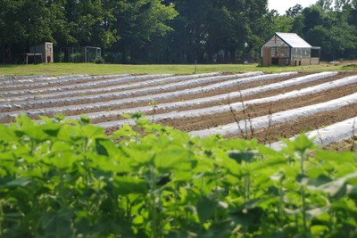 Alston farm pic