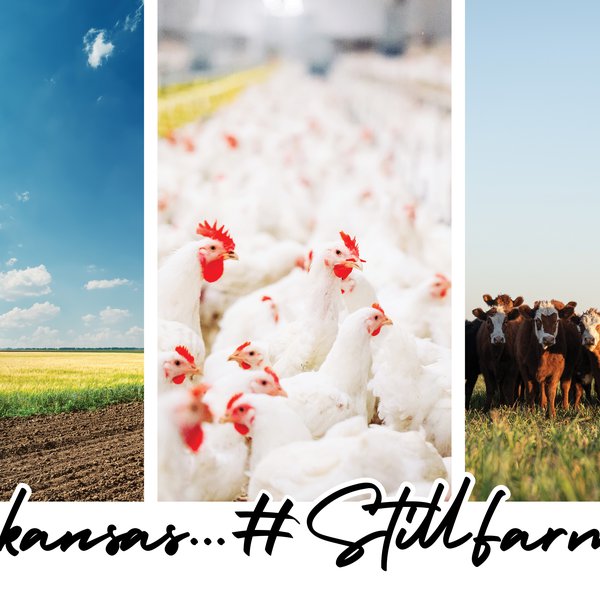 #StillFarming: Video Updates from Arkansas Farmers & Ranchers