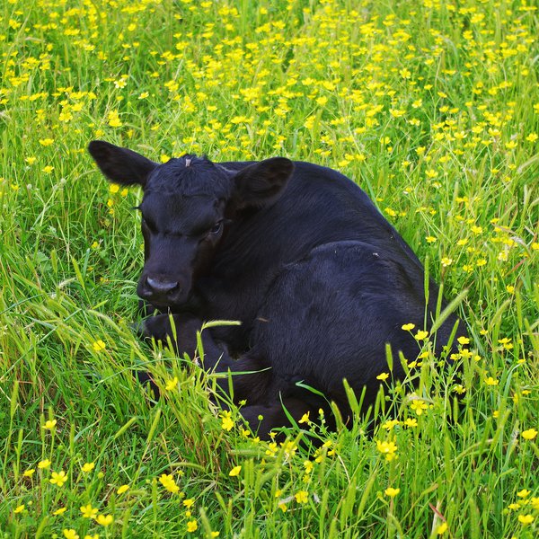 AGCAST: Healthier Calves in the Natural State