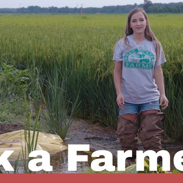 Ask A Farmer | Season 2, Ep. 3 | Rice