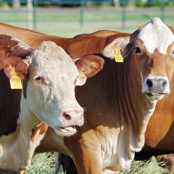 AGCAST: Beef Industry Update