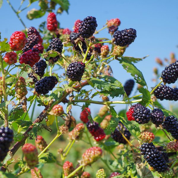 AGCAST: Blackberry Growers Gather