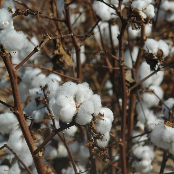 AGCAST: Urgent Cotton Deadline!