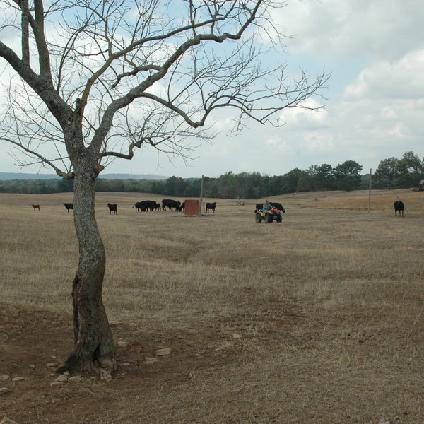 PODCAST & VIDEO: Drought hits ranchers, winter wheat