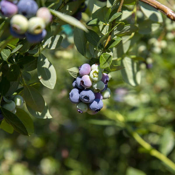 Horticulture Field Day in Hope