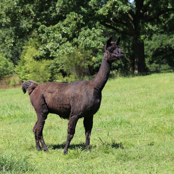 Llama Lookouts