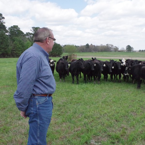 Building Better Beef Cattle