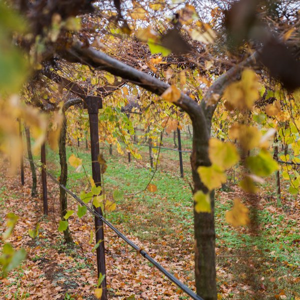 Grape Country Deals with Storm Remnants