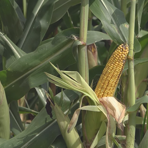 Experts Offer Crop Update