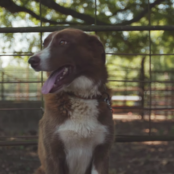 Dog Day on the Farm