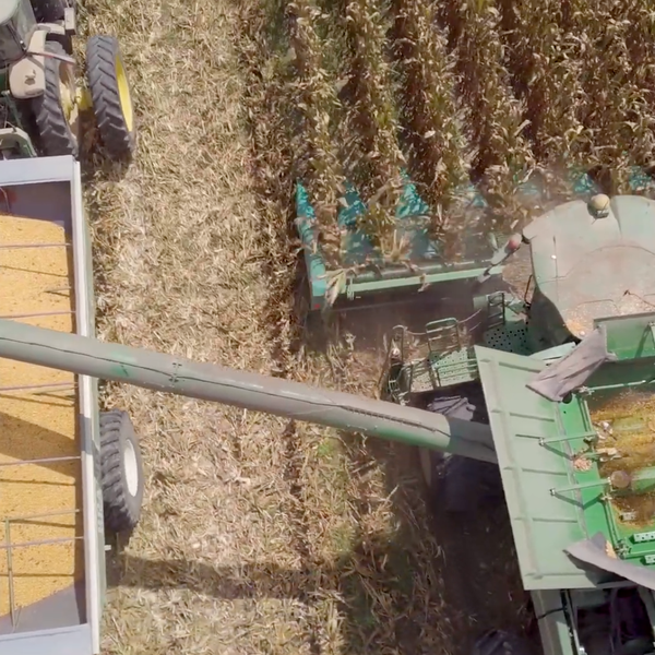 Corn Harvest Begins