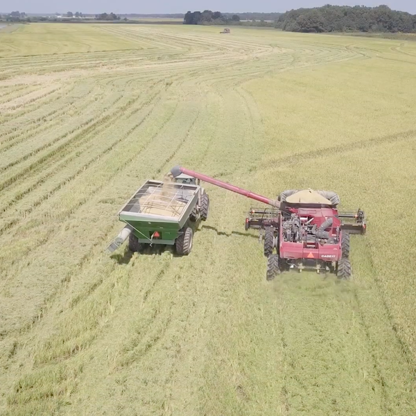 Bringing in the Rice Harvest