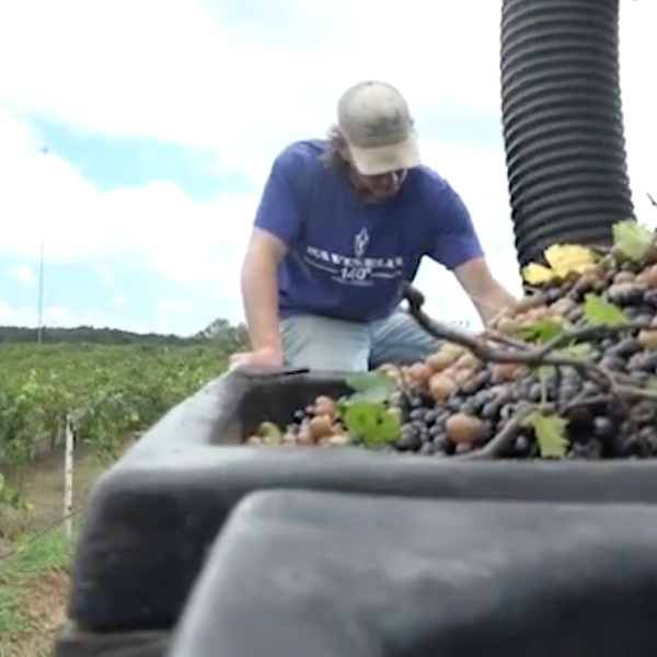 The New Arkansas Quality Wine Program