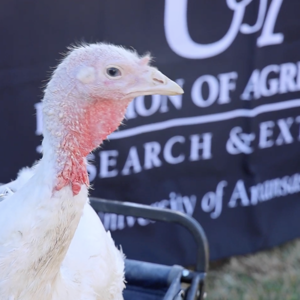 Behind the Pardon: A Turkey Story