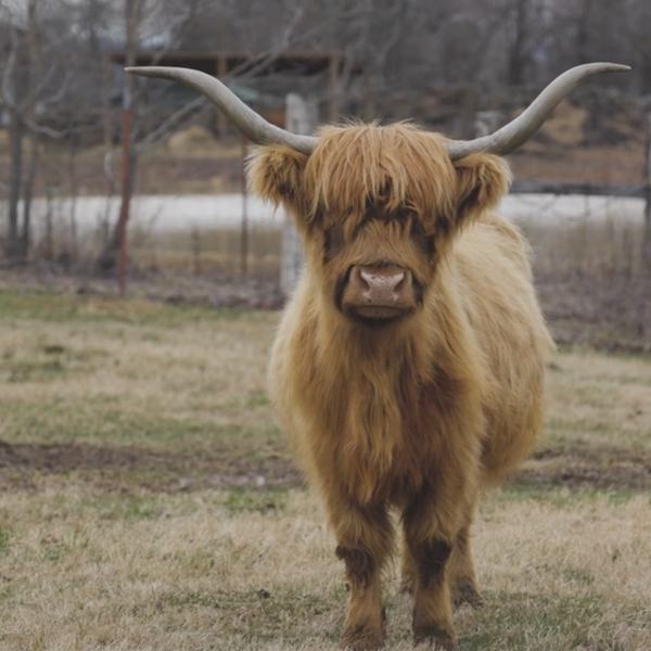 Highland Cattle at TaylorHawk Farms