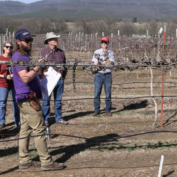 Fruit Pruning Workshop