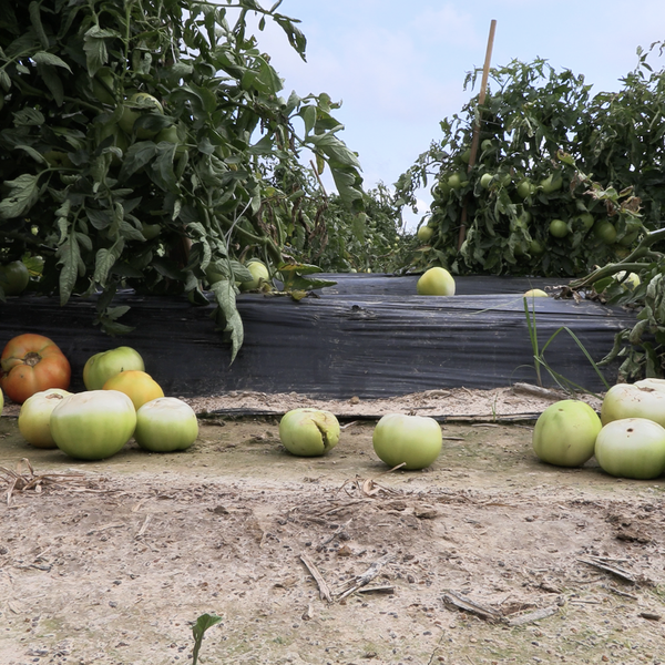 Severe Weather Impacts: South Arkansas Fruits and Vegetables