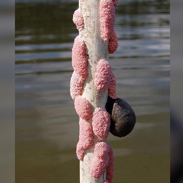 An Invasive Snail Found in Arkansas