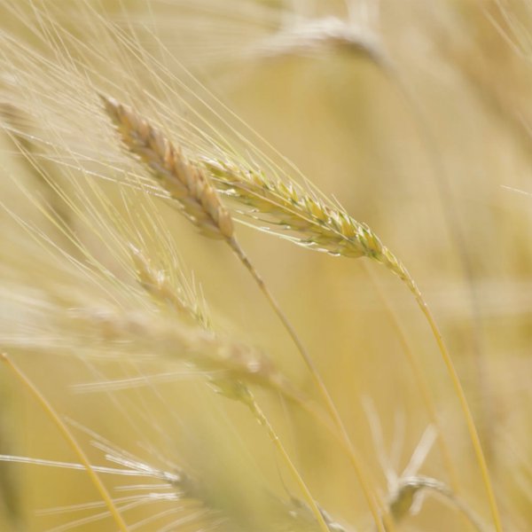 Growing Heirloom Row Crops in Arkansas