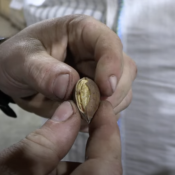 Red River Pecans Preferred in Sweets