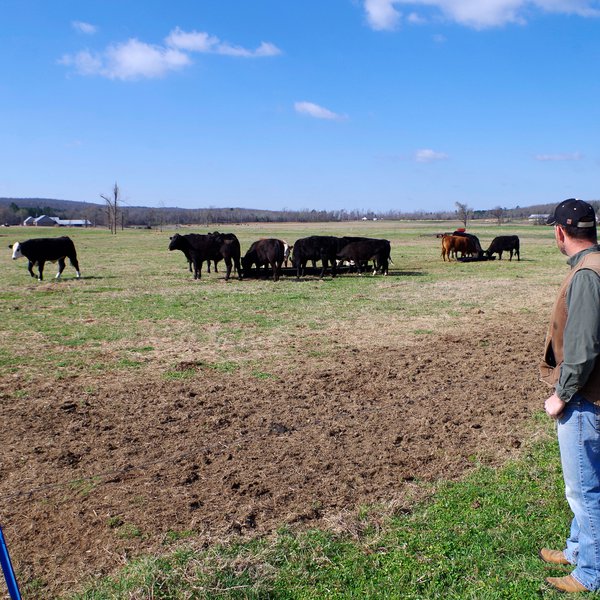 Beef from Field to Fork