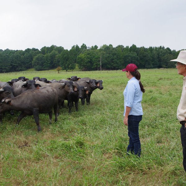 The Business of Water Buffalo