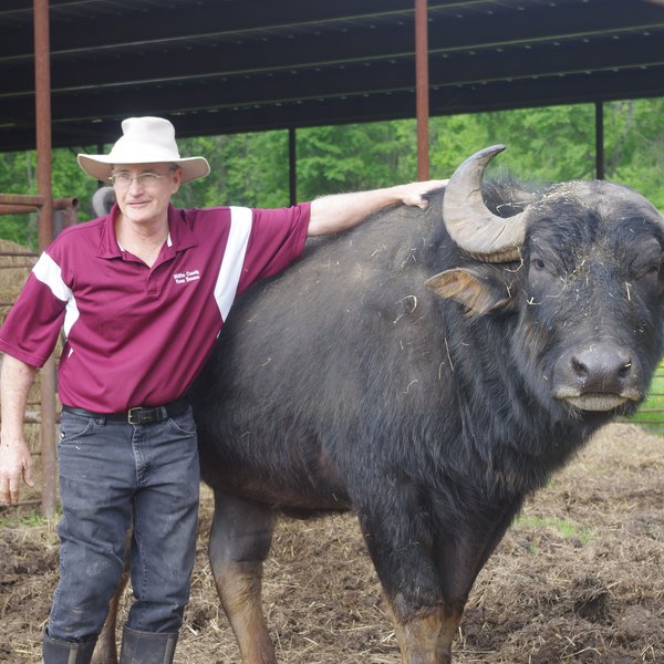 AGCAST: Olson Water Buffalo Tour